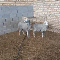 ۲راس بره ماده دوقل مناسب داشت هم مناسب پروار