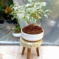 گلخانه|گل و گیاه طبیعی|خوی, |دیوار