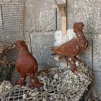 کبوتر درجه یک