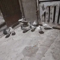 تعدادی کبوتر