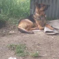 ژرمن شیپر ماده پا خرگوشی