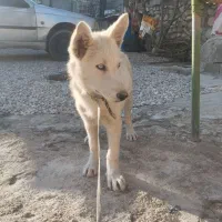 توله سگ هاسکی|سگ|چرام, |دیوار