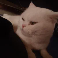 گمشده