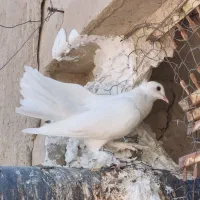 یک جفت کبوتر بخر ۱۰ جفت کبوتر درجه  یک ببر