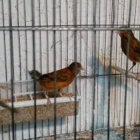 چهار عدد قناری ماده سرخ آماده راه به راه|پرنده|شیراز, وصال|دیوار