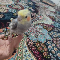 عروس هلندی نر