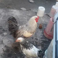 حیوانات مزرعه|حیوانات مزرعه|چالوس, |دیوار