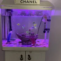 فروش اکواریوم و ماهی