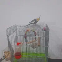 پرنده عروس هلندی|پرنده|شیراز, تندگویان|دیوار