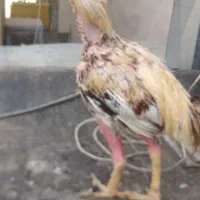 خروس لاری