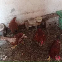 مرغ و خروس محلی