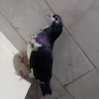 فرش طرح کبوتر