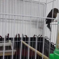 قناری|پرنده|گناباد, |دیوار