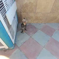 خروس سلطان