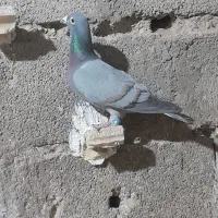 کبوتر