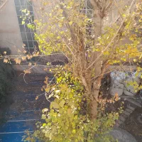 کلنگی/۲۰۰متر