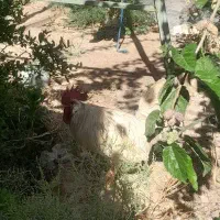 خروس محلی سفید