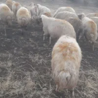 گوسفندداشت|حیوانات مزرعه|گهواره, |دیوار