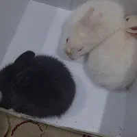 خرگوش|موش و خرگوش|کرمان, |دیوار