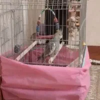 پرنده عروس ماده با قفس|پرنده|قم, بلوار امین و ساحلی|دیوار