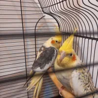 جفت عروس هلندی نر  و ماده|پرنده|مشهد, الهیه|دیوار