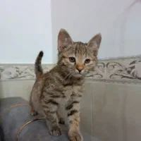 واگذاری دو بچه گربه باهم