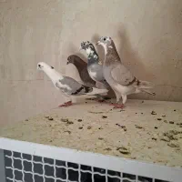 ۴عدد کبوتر نامه بر