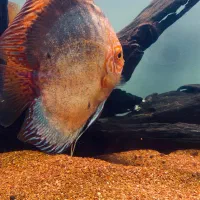 دیسکس وارداتی مولد|ماهی|کرج, گوهردشت|دیوار