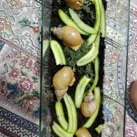 حلزون بالغ