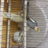 پرنده عروس هلندی