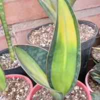 سانسوریا و کاکتوس خاص و کلکسیونی|گل و گیاه طبیعی|تبریز, |دیوار