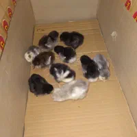 جوجه گلین ۴روزه|حیوانات مزرعه|نکا, |دیوار