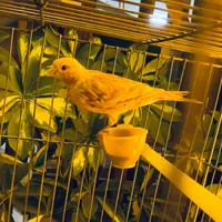 قناری. قفس|پرنده|اصفهان, شهرک کوثر|دیوار