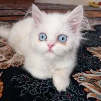 بچه گربه بریتیش ۳ ماهه