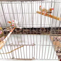 فنچ نر|پرنده|سبزوار, قصبه شرقی|دیوار