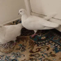 کله برنجی|پرنده|فولادشهر, فولادشهر|دیوار