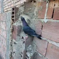 ماده کلاغ گوهک