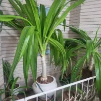 فروش گل ذرتی|گل و گیاه طبیعی|شیراز, کوی آزادگان|دیوار