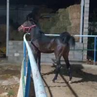 کره نریان از سیروان آقا وهاب لارتی|اسب و تجهیزات اسبسواری|ارومیه, |دیوار