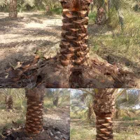 همه کارهای نخل با قیمت مناسب انجام می دهیم