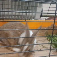 خرگوش|موش و خرگوش|شیراز, انجیره|دیوار