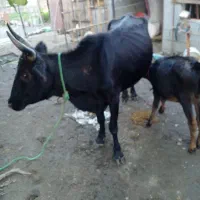 فروش گاو وگوساله جوان