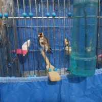 سهره دهن باغی بخون تازه تخت|پرنده|دیواندره, |دیوار