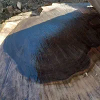 چوب گردو|خدمات باغبانی و درختکاری|سنندج, |دیوار