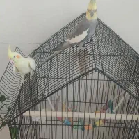 جفت طوطی عروس هلندی با قفس و لوازم