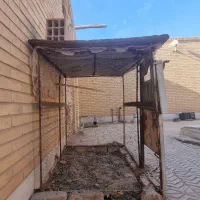 کفتر طوقی|پرنده|زارچ, |دیوار