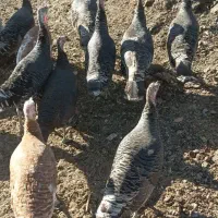 بوقلمون ماده|حیوانات مزرعه|مشگین شهر, |دیوار