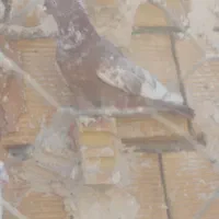 کفتر