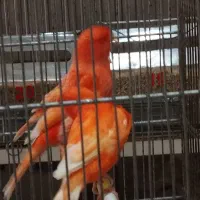 تعدادی رد فکتور و مزایکی تیب یک اورجینال|پرنده|قزوین, |دیوار