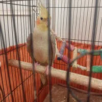 عروس هلندی سخنگو مولد
